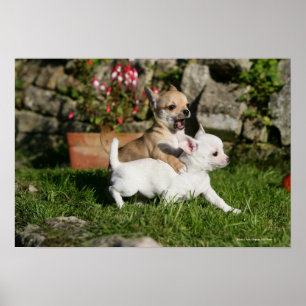 Poster Chihuahua Chippie Jouer