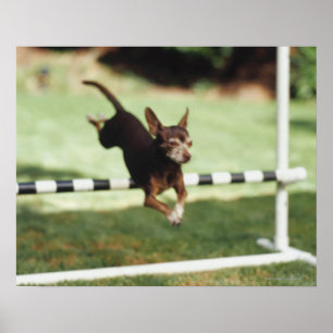 Poster Chihuahua Jumping Hurdle