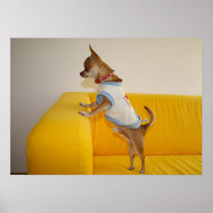 Poster Chihuahua Puppy Sur Le Canapé Jaune