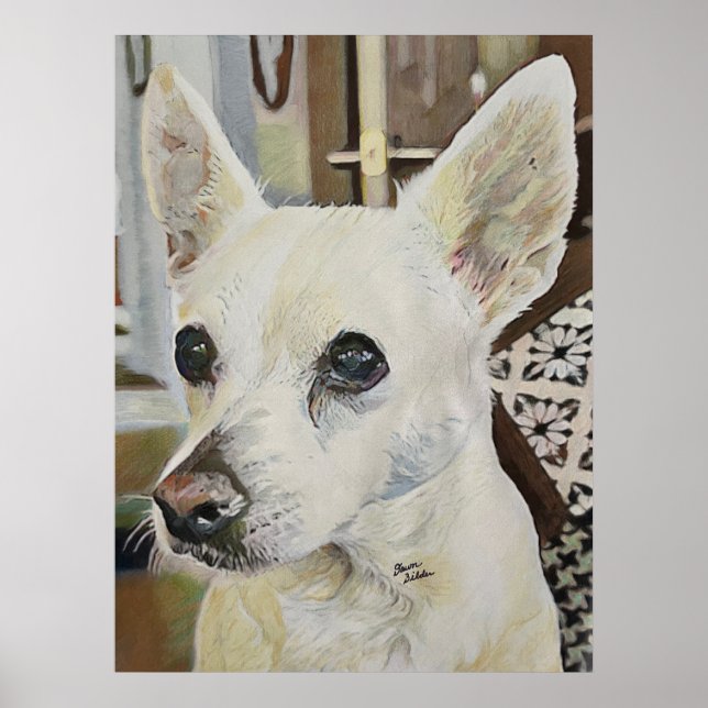 Poster Chihuahua Rat Terrier (Devant)