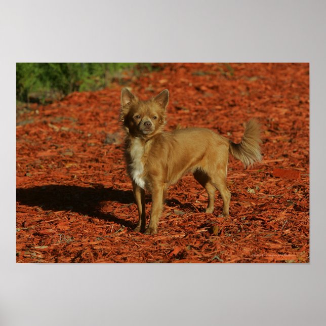 Poster Chihuahua Regardant la caméra (Devant)