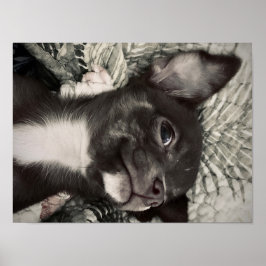 Poster Chihuahua Smiling Print