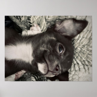 Poster Chihuahua Smiling Print