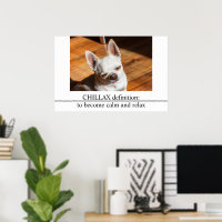 Chillax Chihuahua somnolent langue détendue sortie