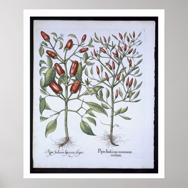 Poster Chilli Pepper plants, from the 'Hortus Eystletsi (Devant)