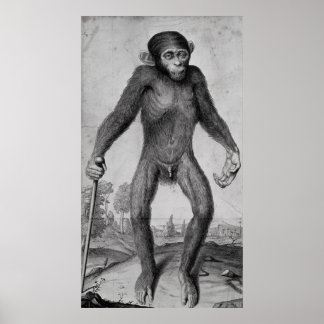 Poster Chimpanzé, 1699