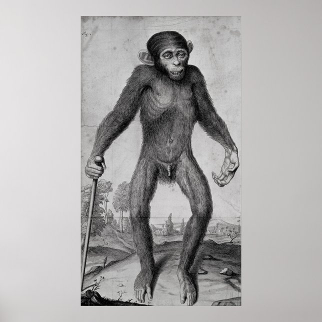 Poster Chimpanzé, 1699 (Devant)