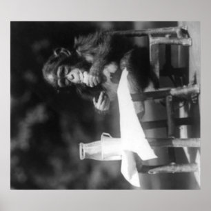 Poster Chimpanzé assis à table au zoo national