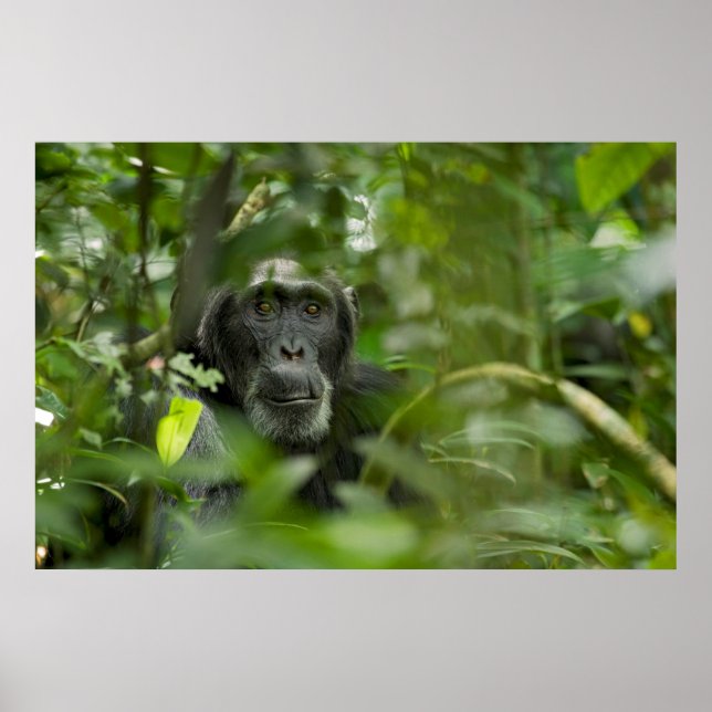 Poster Chimpanzé caché dans la végétation (Devant)