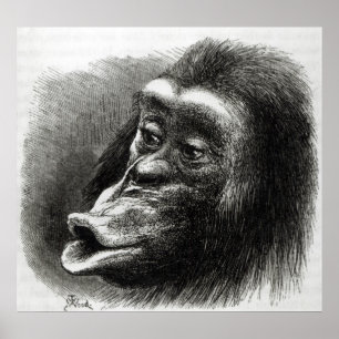 Poster Chimpanzee Disappointed and Sulky