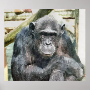 POSTER CHIMPANZÉS