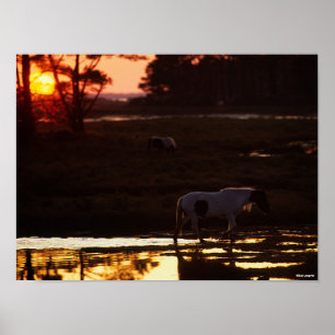 Poster Chincoteague marche dans l'eau au coucher du solei