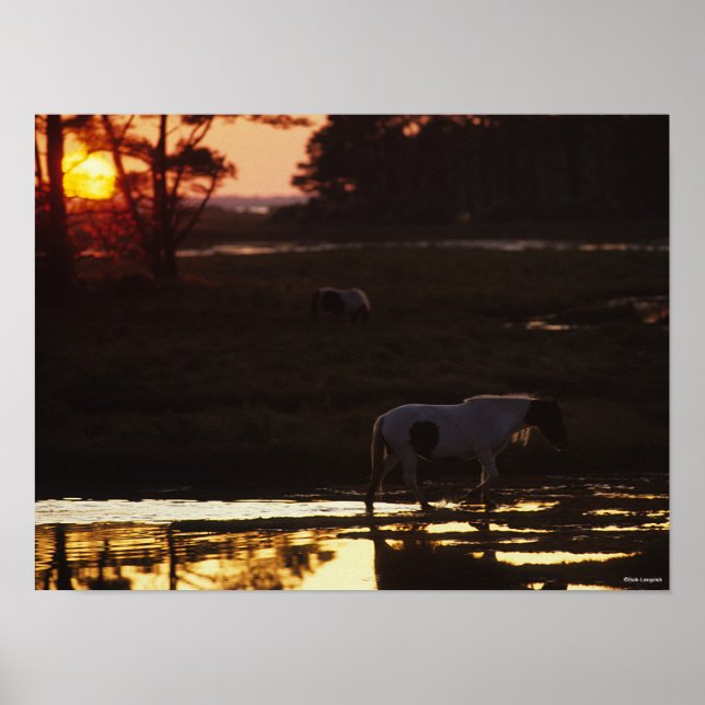 Poster Chincoteague marche dans l'eau au coucher du solei (Devant)