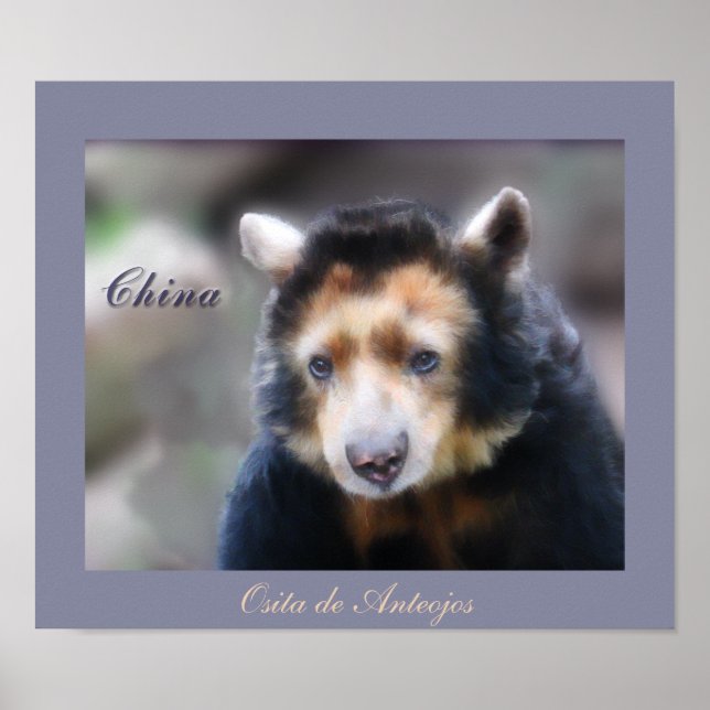 Poster Chine-Osita de Anteojos (Devant)