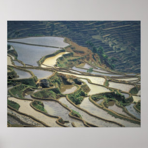 Poster Chine, province du Yunnan. Terrasses de riz inond