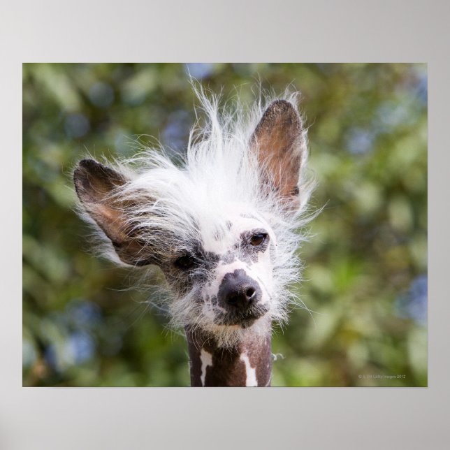 POSTER CHINOIS CRESTED CHIEN (SANS CHEVEUX) (Devant)