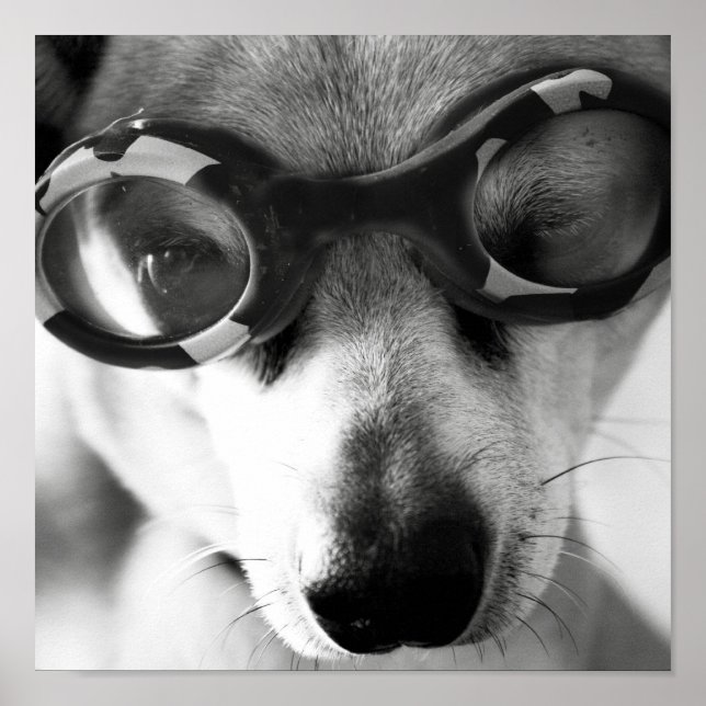 Poster chiot (Devant)