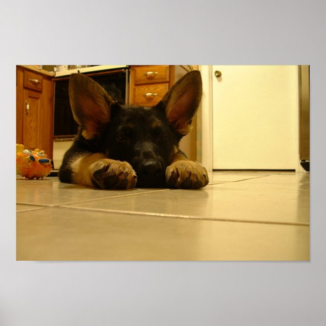 Poster Chiot allemand endormi (Devant)
