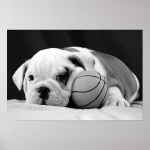 Poster Chiot anglais de basket-ball de bouledogue