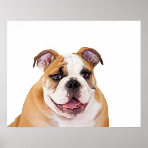 Poster Chiot anglais de bouledogue