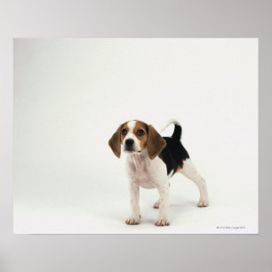 Poster chiot beagle