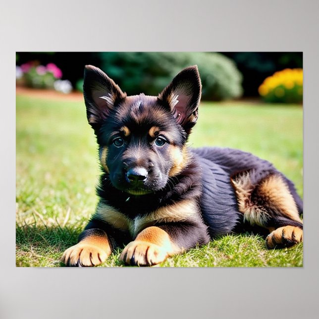 Poster Chiot berger allemand (Devant)