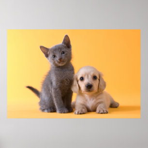 Poster Chiot bleu russe de chaton et de teckel