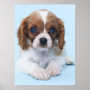 Poster Chiot cavalier d'épagneul du Roi Charles