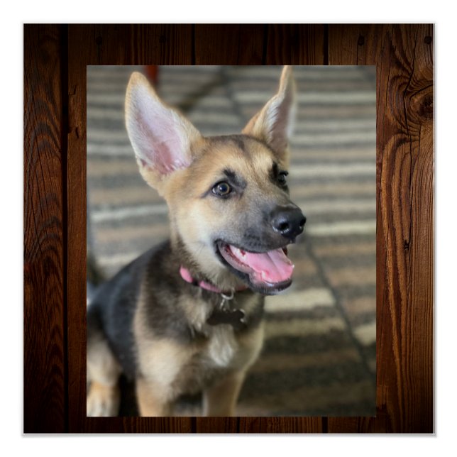 Poster Chiot d'Athéna (Devant)