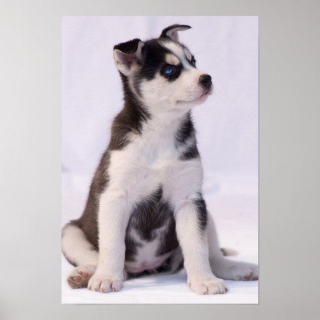 Poster Chiot de bébé doux (Devant)
