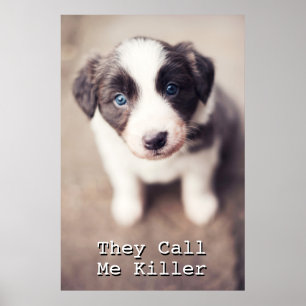 Poster Chiot de border collie avec des yeux bleus