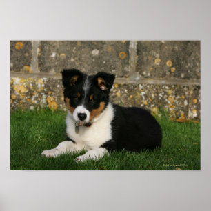 Poster Chiot de border collie avec la feuille dans la