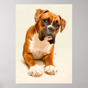 Poster Chiot de boxeur sur le contexte crème en ivoire