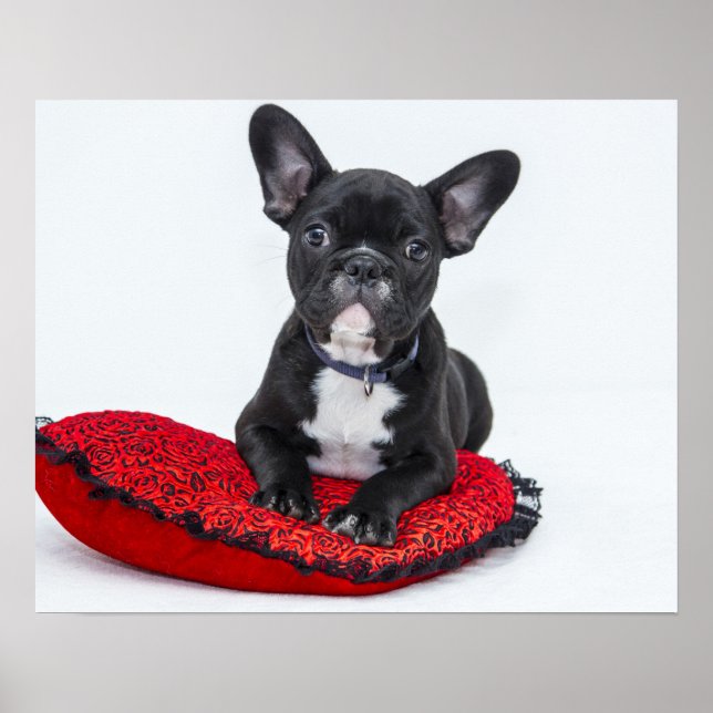 Poster Chiot de Bulldog sur coussin rouge (Devant)
