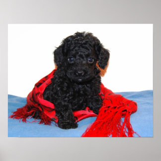 Poster Chiot de caniche à jouet noir avec foulard rouge