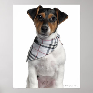 Chaussettes de Noël pour les amoureux des chiens Jack Russell Terrier Sweatshirt