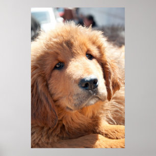 Poster Chiot de mastiff tibétain