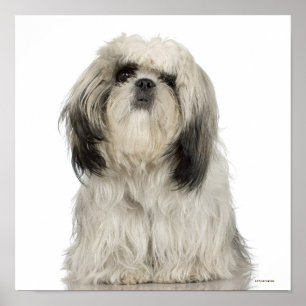 Poster Chiot de Terrier tibétain