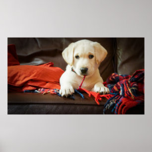 Poster Chiot des images de Getty sur un sofa