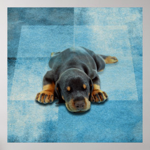 Poster Chiot Dobermann - Doberman Pinscher