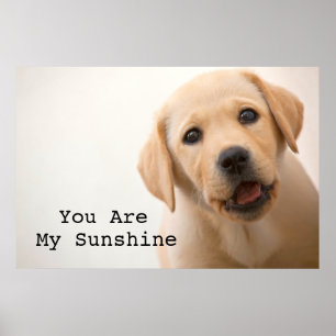 Poster Chiot d'or de Labrador