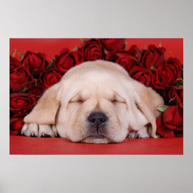 Poster Chiot du Labrador et rose (Devant)