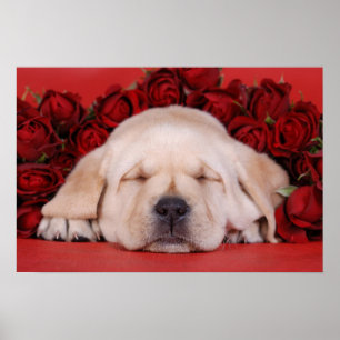 Poster Chiot et roses de Labrador