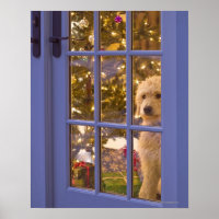 Chiot Golden Doodle avec vue sur la porte en verre