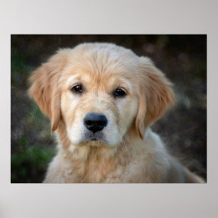 Poster Chiot Golden Retriever