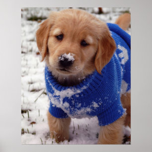Poster Chiot Golden Retriever