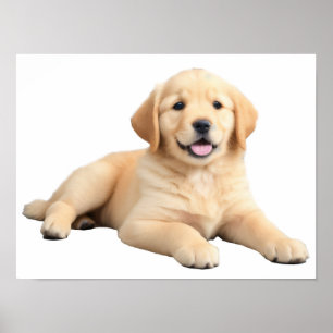 Poster Chiot Golden Retriever