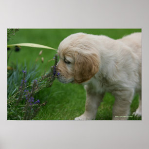 Poster Chiot Golden Retriever
