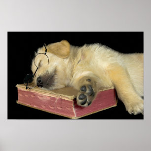 Poster chiot golden retriever dormant sur un livre