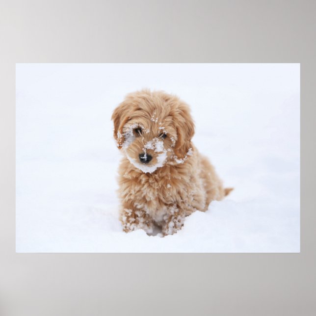 Poster Chiot Goldendoodé Avec Neige Sur La Face (Devant)